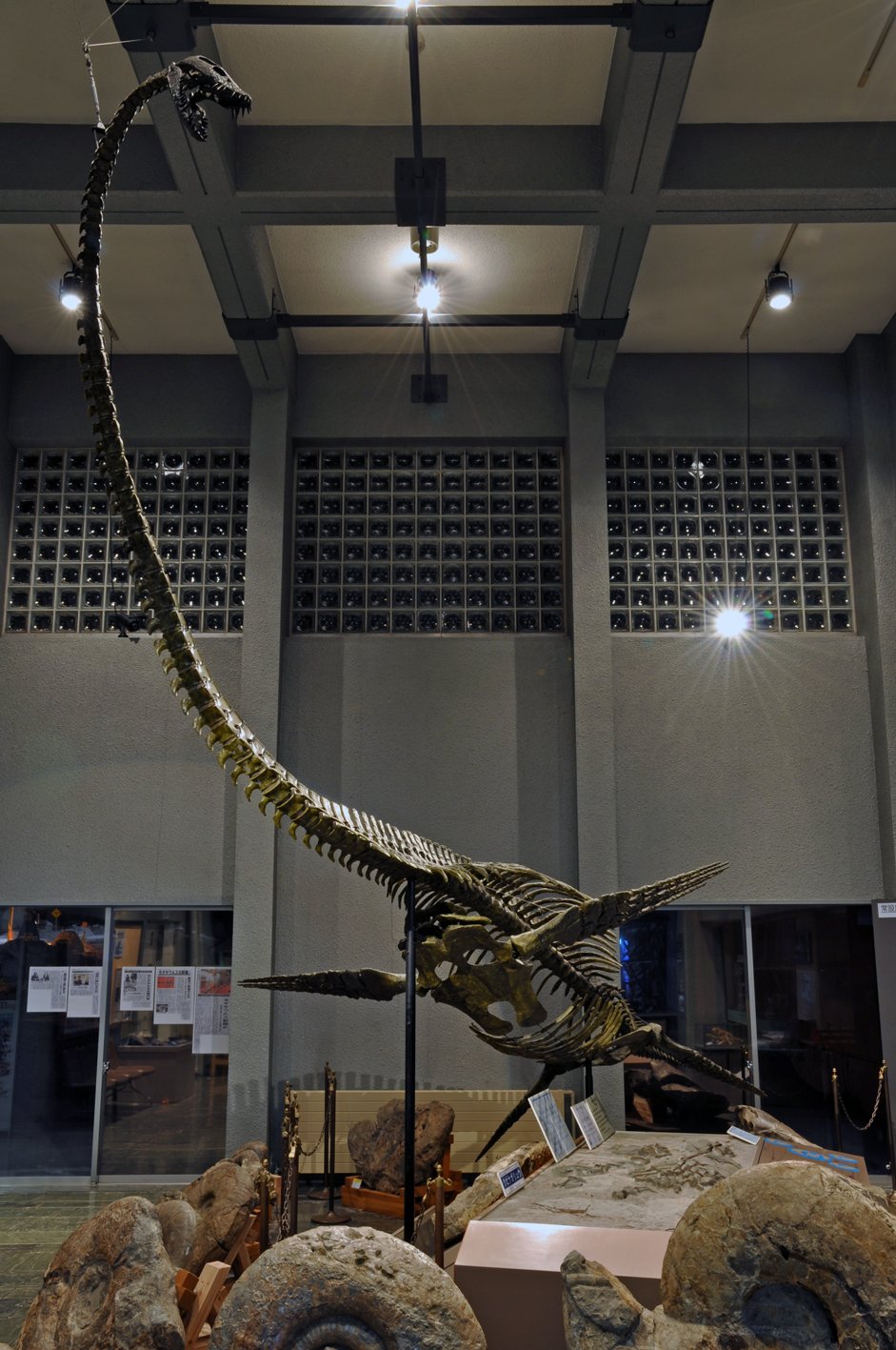 🏛️ 무카와정립 호베츠 박물관 (むかわ町立穂別博物館) 이미지 5